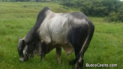Vendo finca de 346 Hectáreas en Puerto López Meta