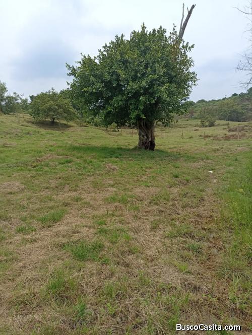 Hermosos lotes y fincas en Viotá.