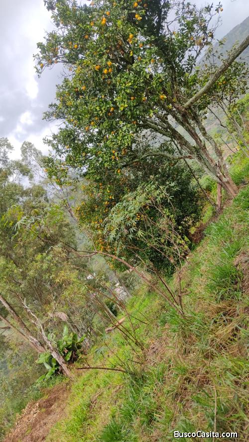 VENTA LOTE 1800 METROS CUADRADOS VEREDA PEÑOLCITO COPACABANA ANTIOQUIA