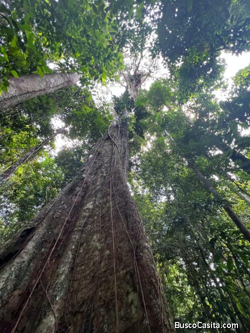 LOTE EN VENTA – SELVA AMAZÓNICA, LETICIA (COLOMBIA)