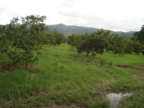  FINCA DE 8 HECTAREAS DE TERRENO UBICADA EN MUCURA, MUNICIPIO ZAMORA.(MD)