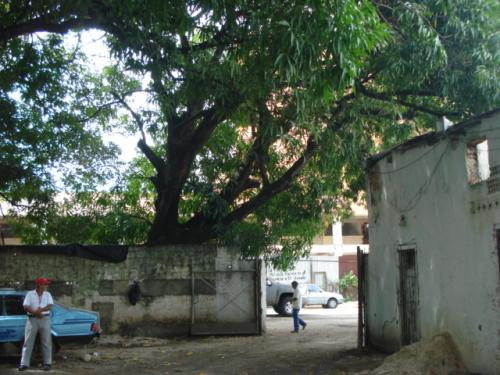 VENDO EN TINAQUILLO 2000 M2 AL INICIO DE AV. MIRANDA
