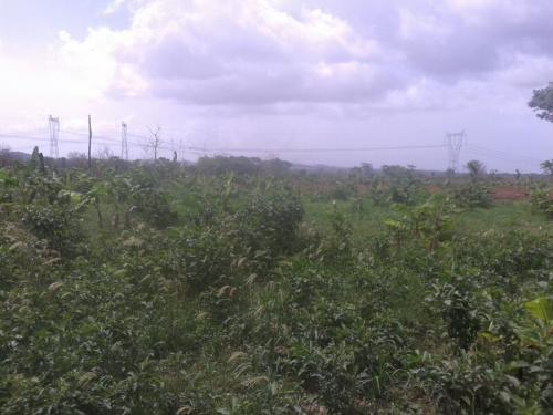 Terreno a la venta de 8 hectáreas ubicado en zona fertil 