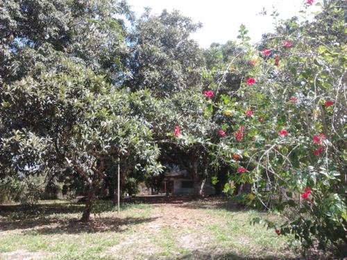 TERRENO CON ARBOLES FRUTALES EN BARLOVENTO
