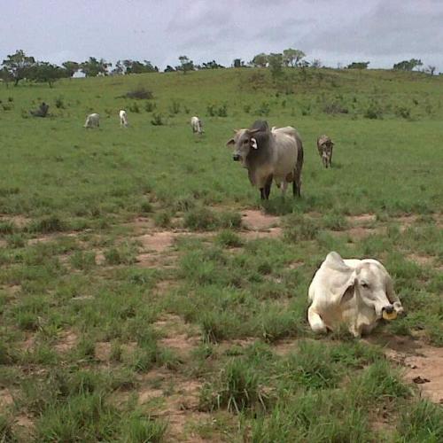 FUNDO DE 172 HCTS VIA SANTA CRUZ DEL ORINOCO ANZOATEGUI
