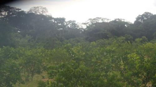 OfertaTerreno de 10.000m2 1 hectarea con siembra de 450 matas de limon y mas siembras