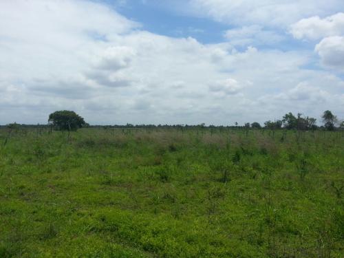 Invirmar&ServiceC.A Vende 40 hectareas de terreno en carretera nacional Parare