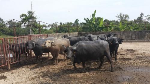 SuEspacio Bienes Raíces,C.A Vende Hacienda en Machique de Perijá 