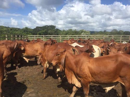 INVIERTA EN CAMPOS , HACIENDAS Y ESTANCIAS EN URUGUAY
