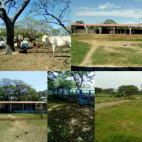 en venta fundo de 60 hectáreas planas