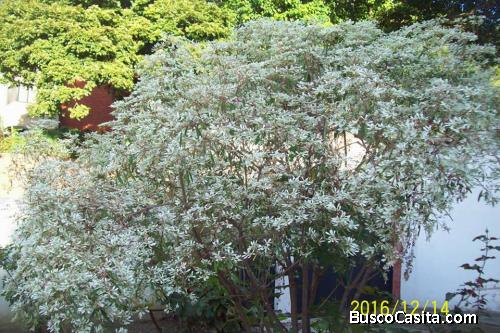 se vende casa bi-familiar para REMODELAR