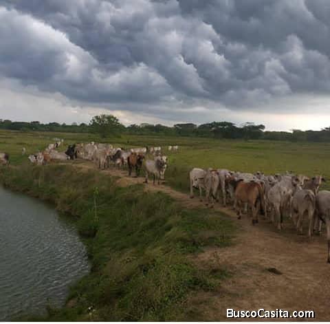 Finca de 300, hectáreas planas cercada
