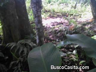 Terreno Agricola con siembra de matas de Cacao