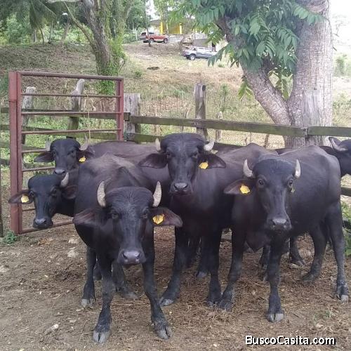 Productiva Finca Ganadera en Falcón