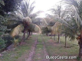 HERMOSA GRANJA EN PRODUCCIÓN CON CÓMODA CASA Y GALPÓN 