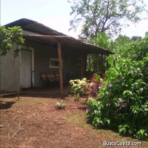 Se Vende Parcela de 1 hectárea con Casa y sembradío produciendo