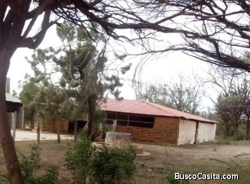 Finca de Aloe (Sábila), de 30 hectáreas en Falcón, Venezuela.