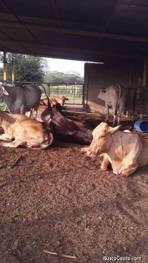 Skygroupfocus vende finca en San Carlos FOT-128 Finca en San Carlos  25 hectárea