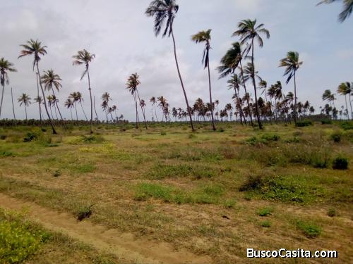 Terreno de San Juan de Los Cayos. FOT-098
