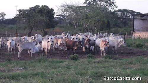 SE VENDE FINCA (a puerta cerrada) Sector El Guayabo Municipio Veroes Estado Yaracuy