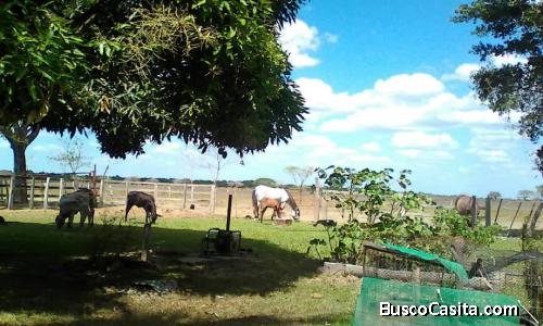 Finca en los modulos de mantecal Apure