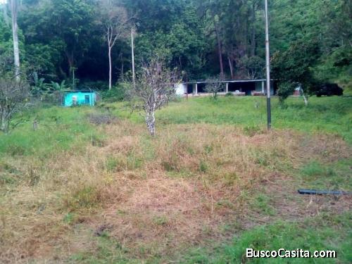 PRODUCTIVA FINCA EN BEJUMA 348 Hectáreas