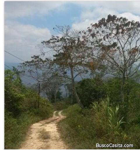 Lote Terreno 45 hec. 