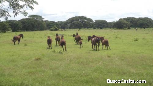 RAFABIENES VENDE MAGESTUOSA FINCA DE 64 HECTAREAS EN EL SECTOR PALACIO FAJARDO, BARINAS 