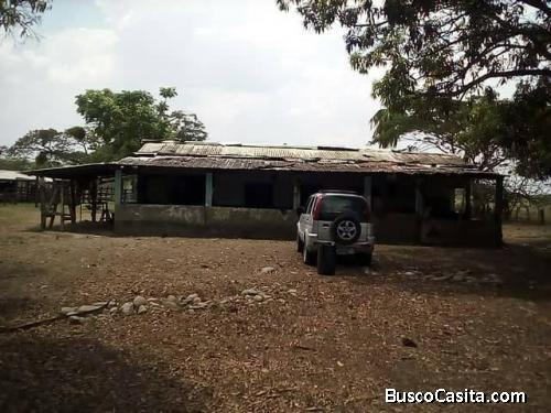 Parcela 114 hectáreas 