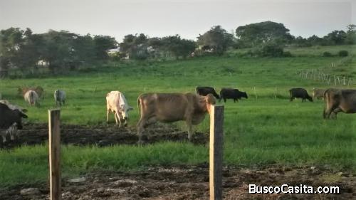 SKY GROUP Vende Terreno Agropecuario en Yaracal