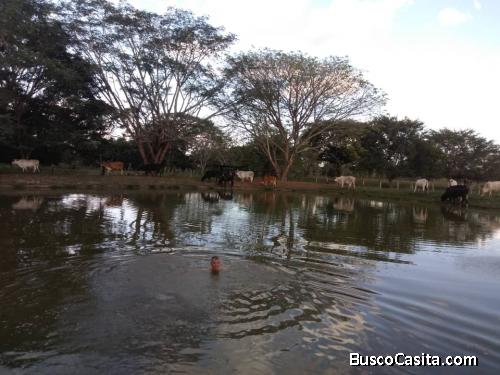 Finca en Guanarito estado Portuguesa 30 hectáreas dividida en 9 potreros cerca perimetral .