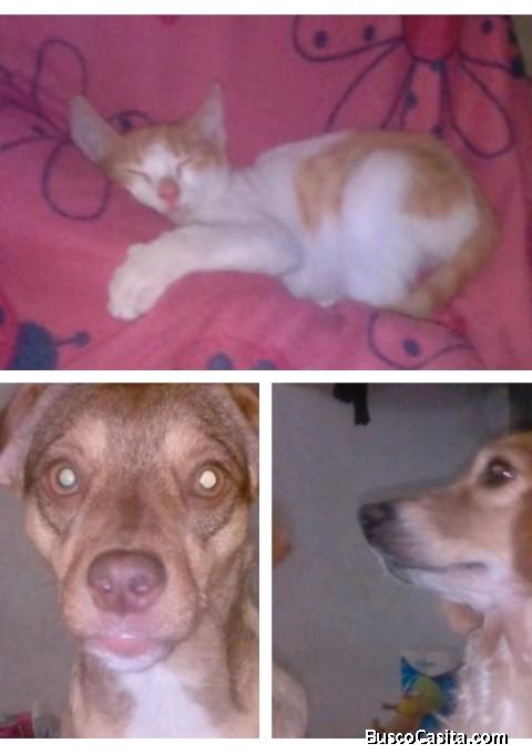 Se alquila bello apartamento