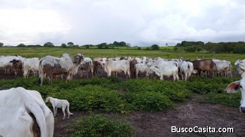 Terreno En Venta en El Pao, Edo. Cojedes 