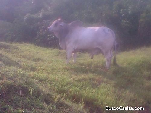 Finca excelente para criar ganado