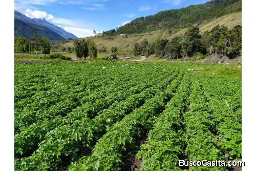 Se Vende Terreno en Mérida (Ideal para producción agrícola)
