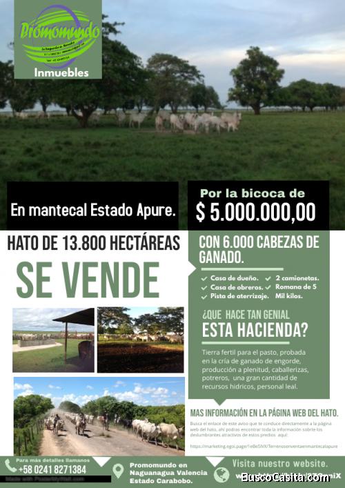 Productivo hato de 13.800 Hectáreas con 6.000 reses en venta en Mantecal Apure.