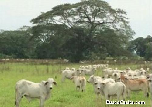Se vende Finca de 717 hectáreas en total producción ubicada en Opino, Estado Portuguesa. 