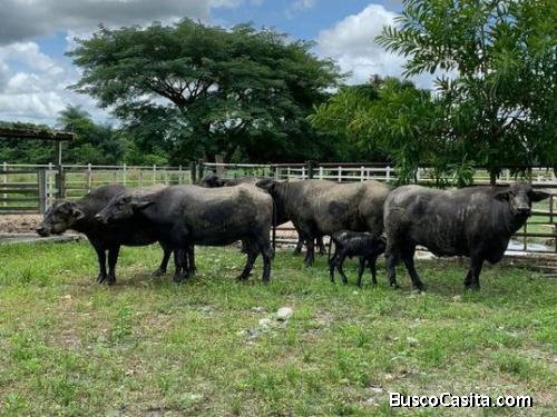 Se vende Finca de 717 hectáreas en total producción ubicada en Opino, Estado Portuguesa. 