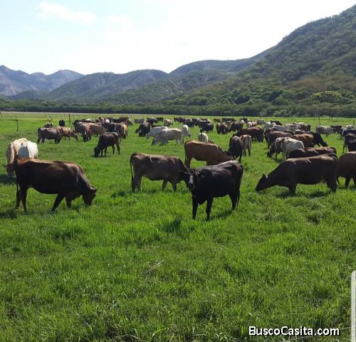 Se vende Hacienda de 173 hectáreas en el Municipio Morán del Estado Lara.