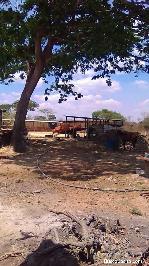 Se vente Hato de 8.000 hectáreas en el Baúl, Estado Cojedes. Propiedad privada