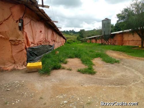 Granja Productora Avicola