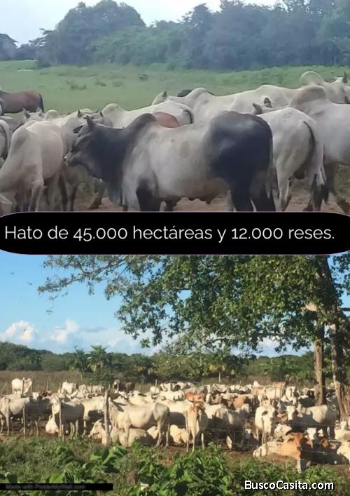 Hato en venta Apure 45.000 hectáreas y 12.000 reses en San Juan de Payara Pedro Camejo