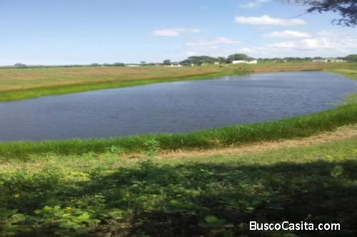 VENTA FINCA EDO FALCON 