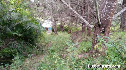 Terreno en venta el junquito la niebla 3000MTS2						