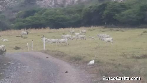 VENTA FINCA EN EL TOCUYO