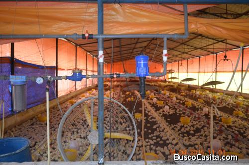 Granja avícola de pollos de engorde en venta en Aragua: automatizada con capacidad para 800.000 aves