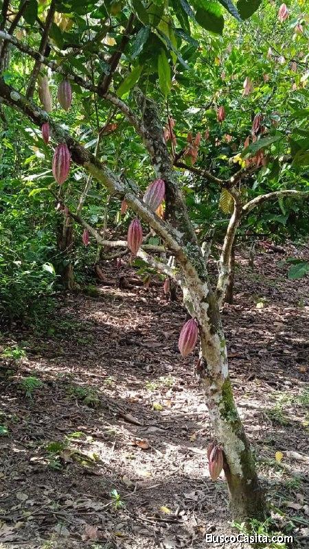 Se vende finca productiva en Santa María vía Santa Apolonia de 7 hectáreas 