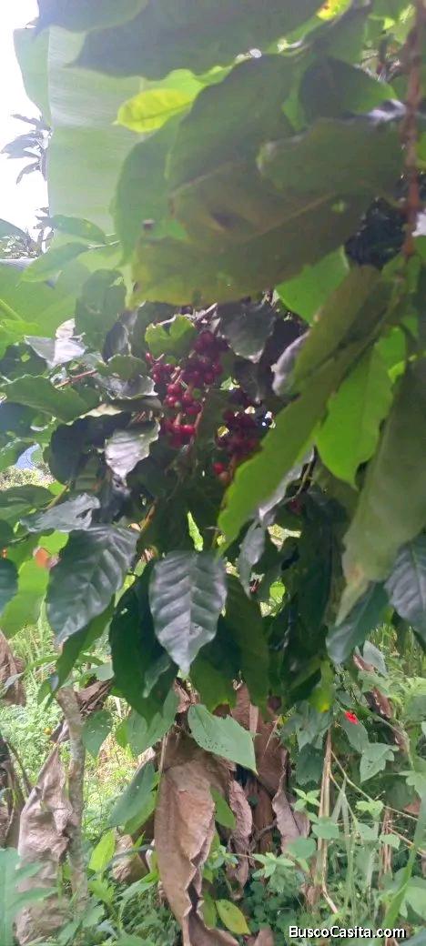 Se vende parcela céntrica en la Guaira carayaca 