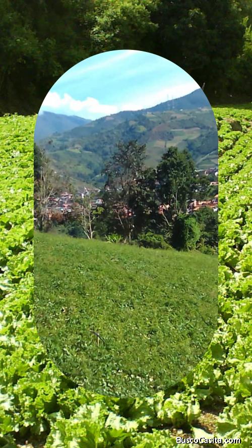 Terreno agricolapecuarioturístico en venta en La Grita Municipio Jáuregui Estado Táchira Venezuela