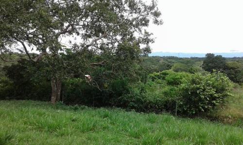 Vendo Terreno En Buena Vista, Ichilo con Acceso Directo A La Próxima Doble Vía Panamericana 